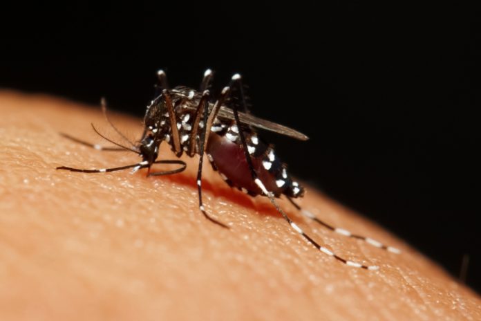 Mosquitoes-smell-their-meals-before-they-see-them