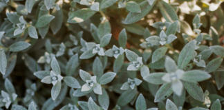 فوائد الميرمية للنساء