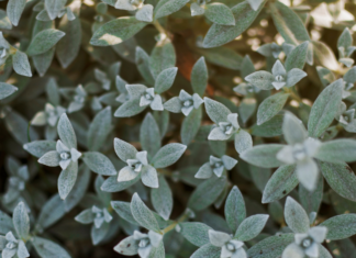 فوائد الميرمية للنساء