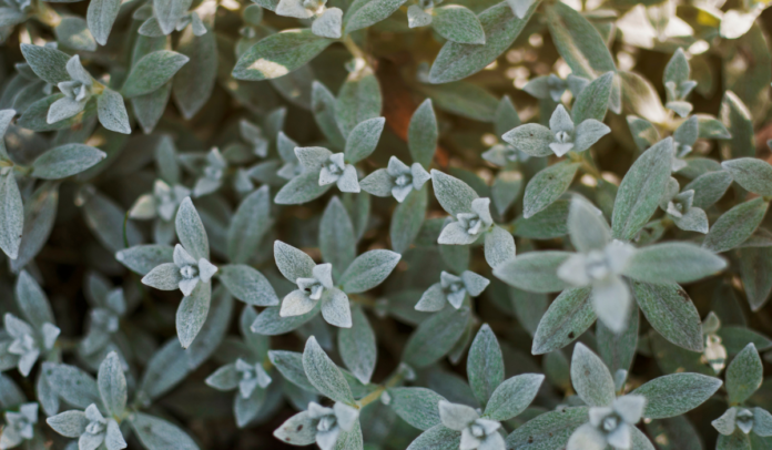 فوائد الميرمية للنساء فوائد الميرمية للنساء